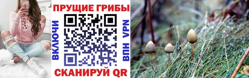 Псилоцибиновые грибы Cubensis  Нестеров 